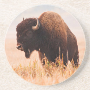 Amerikanischer Bison (Bison Bison) -Herde in Teton Sandstein Untersetzer