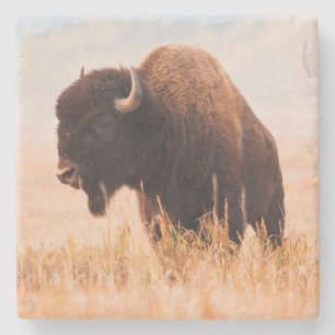 Amerikanischer Bison (Bison Bison) -Herde in Teton Steinuntersetzer
