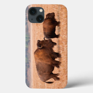 Amerikanischer Bison (Bison Bison) Kuh und Kalb Case-Mate iPhone Hülle