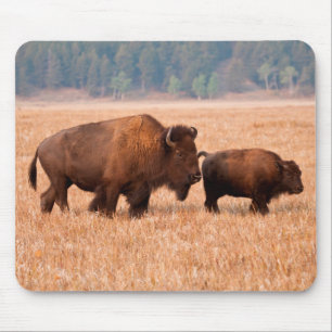 Amerikanischer Bison (Bison Bison) Kuh und Kalb Mousepad