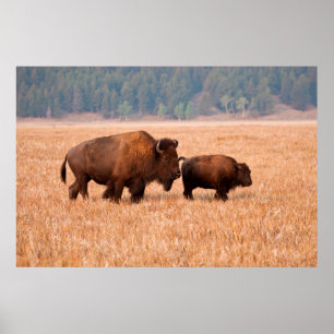 Amerikanischer Bison (Bison Bison) Kuh und Kalb Poster