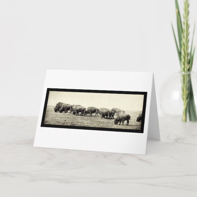 Amerikanischer Bison-Büffel-Foto 1906 Karte (Vorderseite)