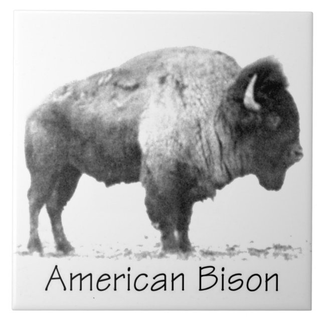 Amerikanischer Bison Fliese (Vorderseite)