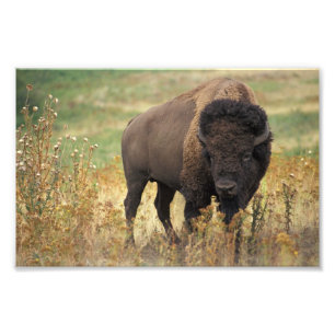 Amerikanischer Bison-Foto-Druck Fotodruck