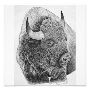 Amerikanischer Bison Fotodruck