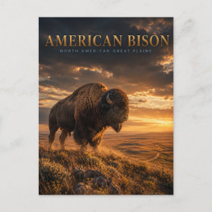 Amerikanischer Bison Great Plains TIERWELT Postkarte