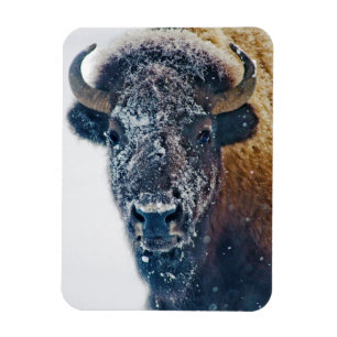 Amerikanischer Bison im Schnee bei Yellowstone NP Magnet