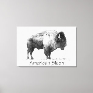 Amerikanischer Bison Leinwanddruck