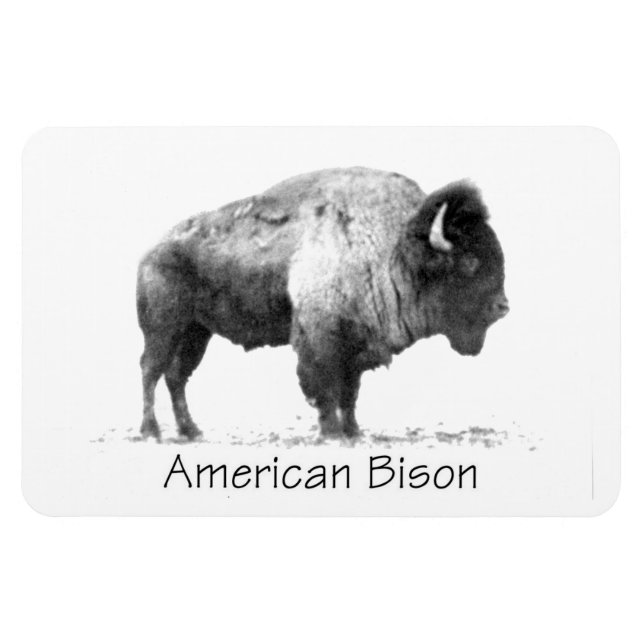 Amerikanischer Bison Magnet (Horizontal)
