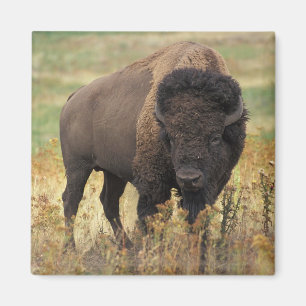 Amerikanischer Bison-Magnet Magnet