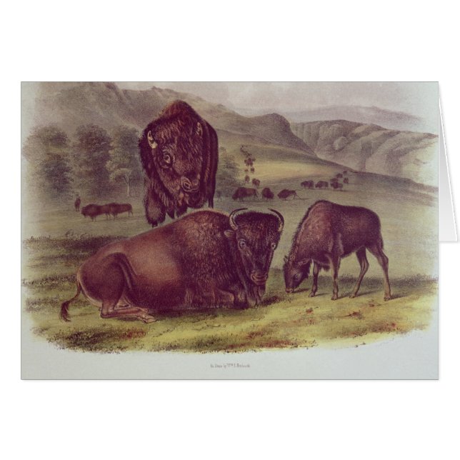 Amerikanischer Bison oder Büffel (Vorderseite (Horizontal))