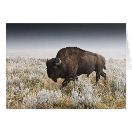 Amerikanischer Bison oder Büffel