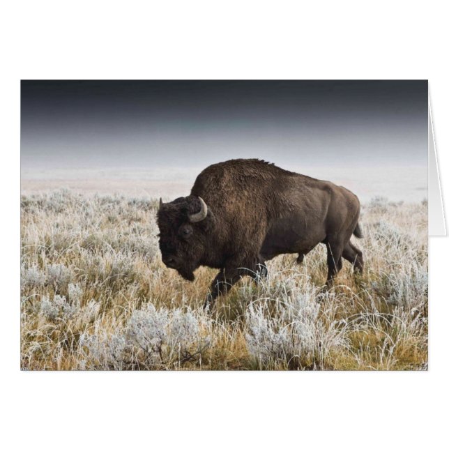 Amerikanischer Bison oder Büffel (Vorderseite (Horizontal))