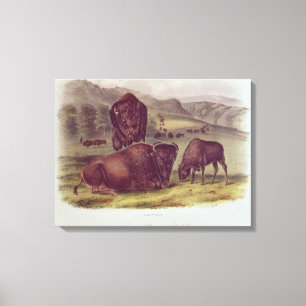 Amerikanischer Bison oder Büffel Leinwanddruck