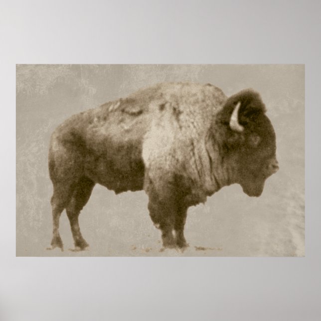 Amerikanischer Bison Poster (Vorne)
