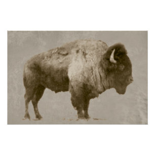 Amerikanischer Bison Poster