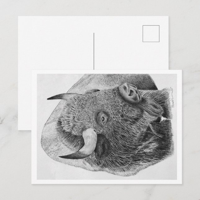 Amerikanischer Bison Postkarte (Vorne/Hinten)