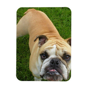 Amerikanischer Bulldoggen-Prämien-Magnet Magnet