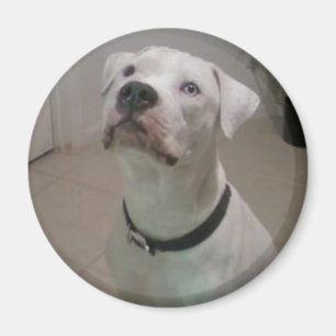 Amerikanischer Bulldoggenmagnet Magnet