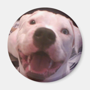 Amerikanischer Bulldoggenmagnet Magnet
