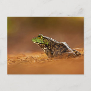Amerikanischer Bullfrog sitzt auf Pine Needles Pos Postkarte