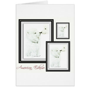 Amerikanischer Eskimo