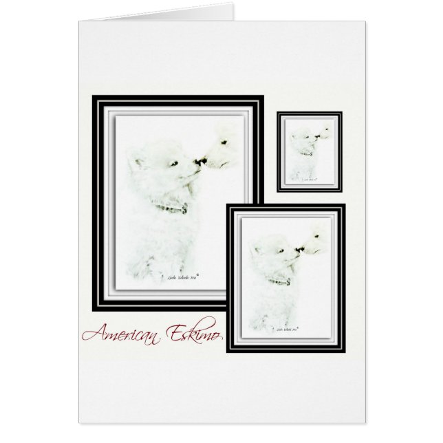 Amerikanischer Eskimo (Vorne)