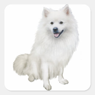 Amerikanischer Eskimo-Hund (A) Quadratischer Aufkleber