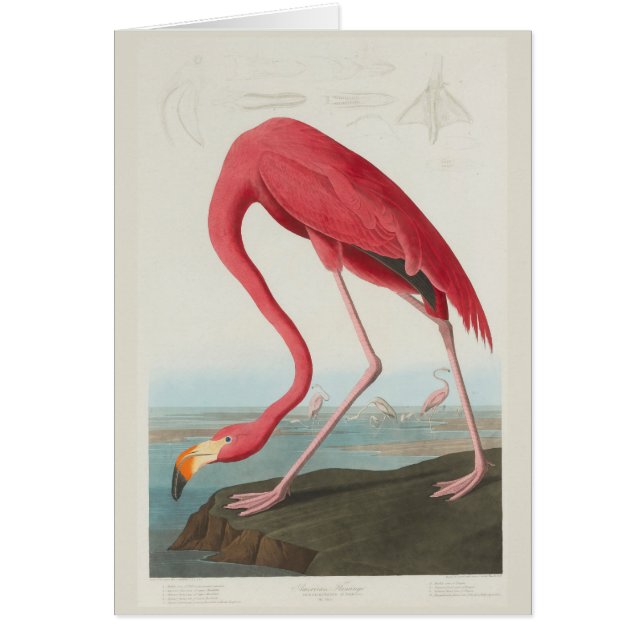 Amerikanischer Flamingo durch J.J. Audubon (Vorne)