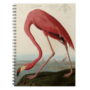 Amerikanischer Flamingo Notizblock