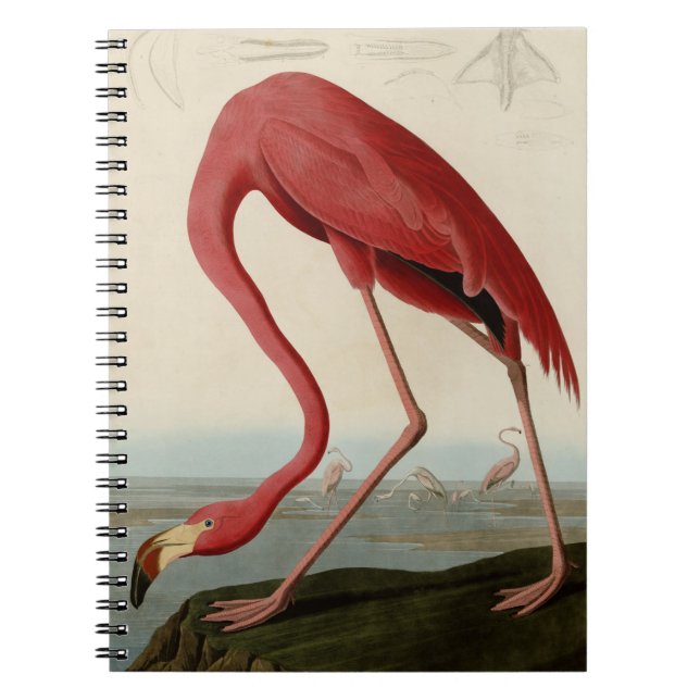 Amerikanischer Flamingo Notizblock (Vorderseite)