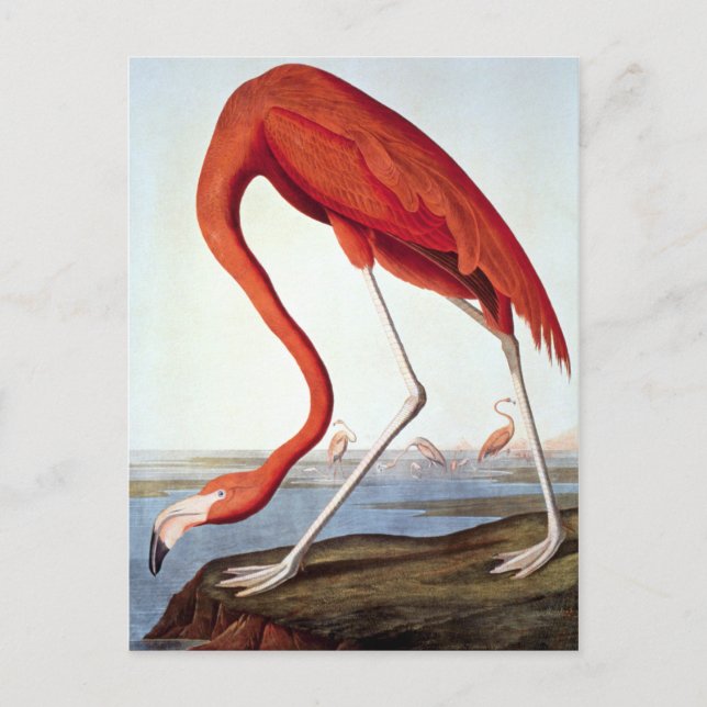 Amerikanischer Flamingo Postkarte (Vorderseite)