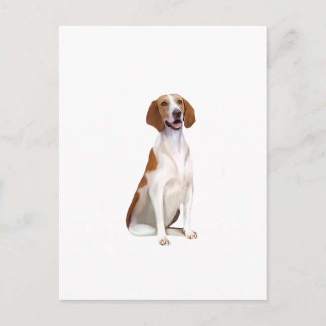 Amerikanischer Foxhound (A) Postkarte (Vorderseite)