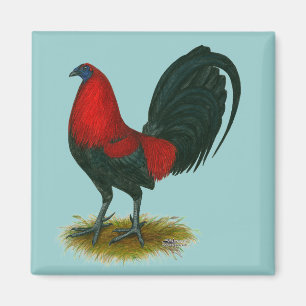 Amerikanischer Gamecock: Braunrot Magnet