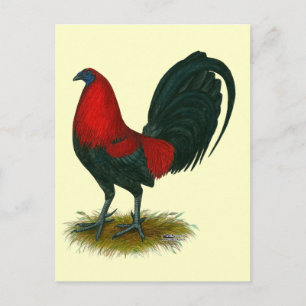 Amerikanischer Gamecock: Braunrot Postkarte