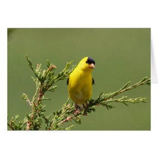 Amerikanischer Goldfinch
