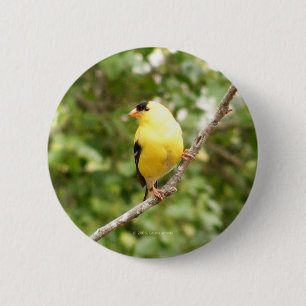 Amerikanischer Goldfinch Button