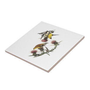 Amerikanischer Goldfinch durch Audubon Fliese