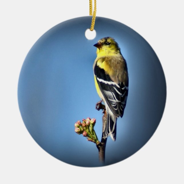Amerikanischer Goldfinch Keramik Ornament (Vorne)