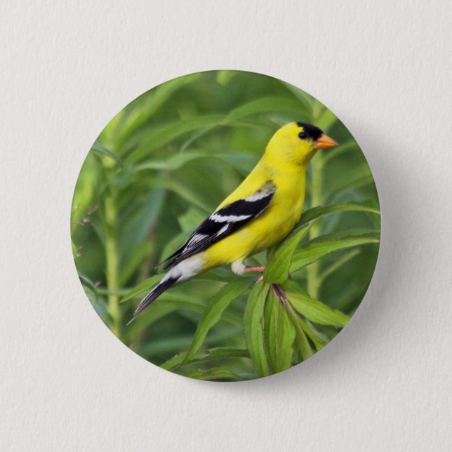 Amerikanischer Goldfinch-Knopf Button (Vorderseite)