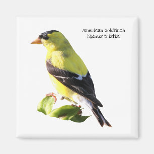 Amerikanischer Goldfinch Magnet