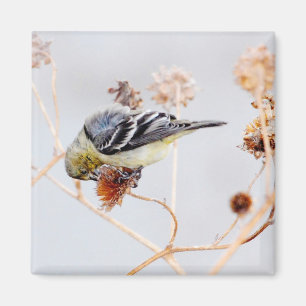 Amerikanischer Goldfinch-Magnet Magnet