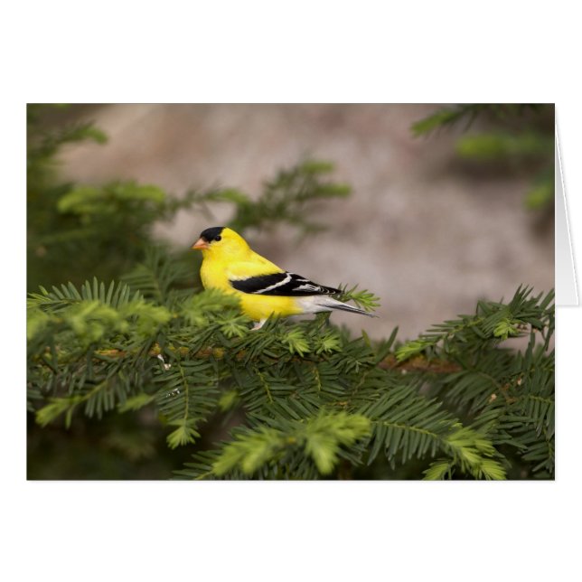 Amerikanischer Goldfinch-Mann im Baum (Vorderseite (Horizontal))