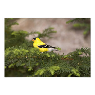 Amerikanischer Goldfinch-Mann im Baum Fotodruck