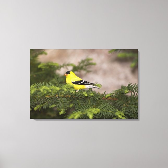Amerikanischer Goldfinch-Mann im Baum Leinwanddruck (Vorderseite)