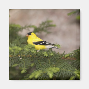 Amerikanischer Goldfinch-Mann im Baum Magnet