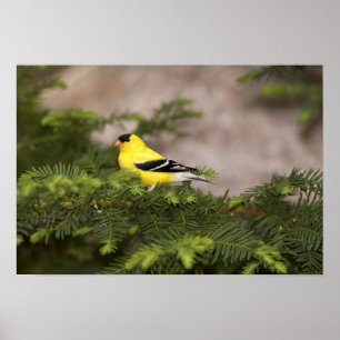 Amerikanischer Goldfinch-Mann im Baum Poster