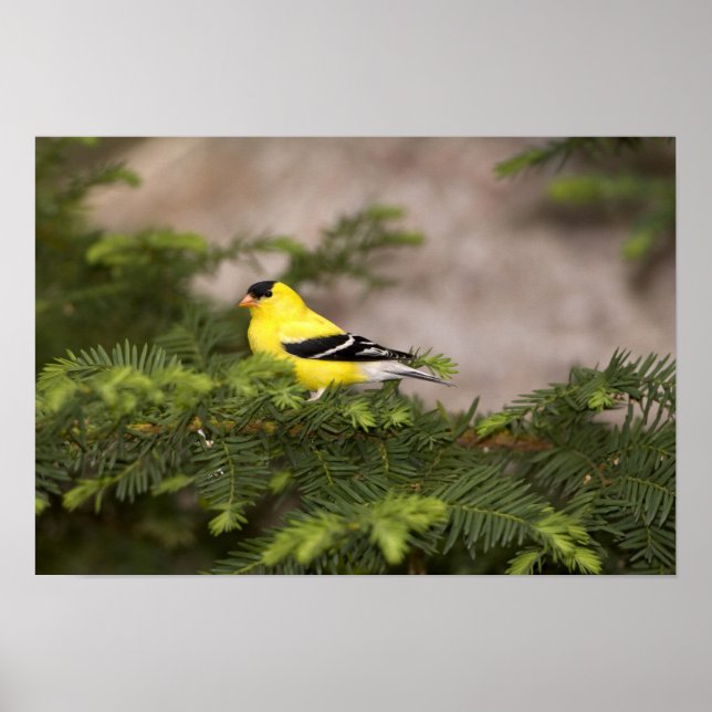 Amerikanischer Goldfinch-Mann im Baum Poster (Vorne)