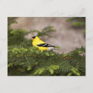Amerikanischer Goldfinch-Mann im Baum Postkarte
