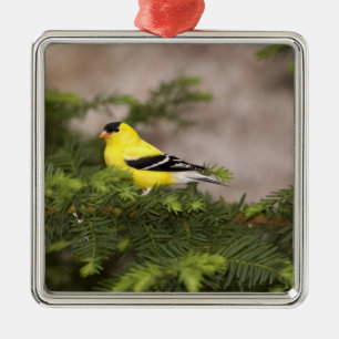 Amerikanischer Goldfinch-Mann im Baum Silbernes Ornament